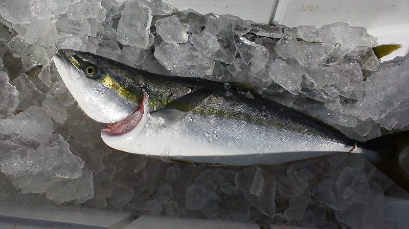 北海道 ショアブリが釣れる実績ポイント5選 タックル ルアーも紹介 さっつんブログ